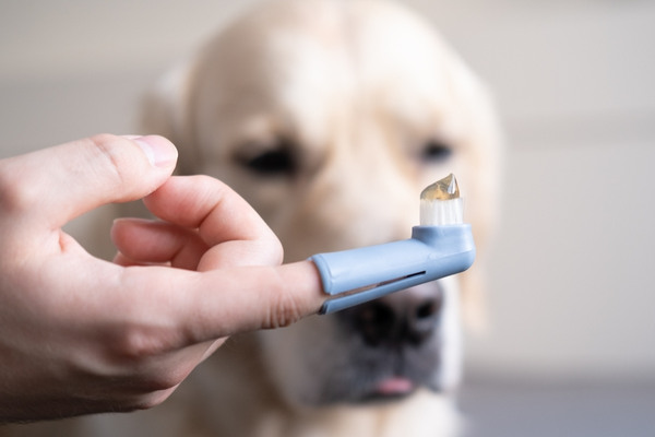 fingertandborste hund