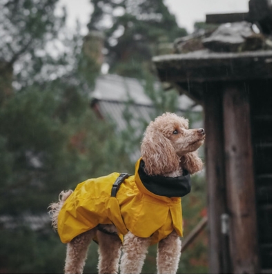 Reflekterande Regnjacka till Hund från Paikka