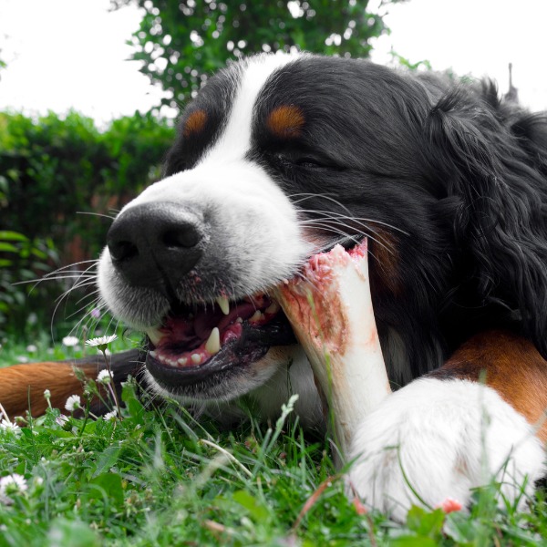hur ofta ska man ge tuggben till hund