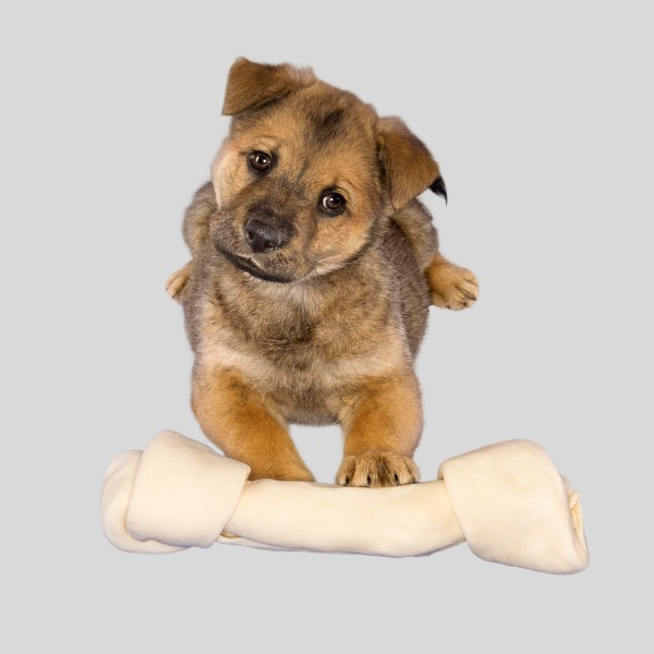 tuggben till hundvalp