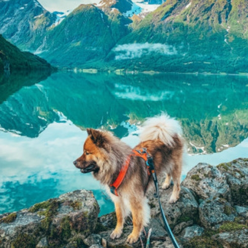 Hundkoppel bäst i test