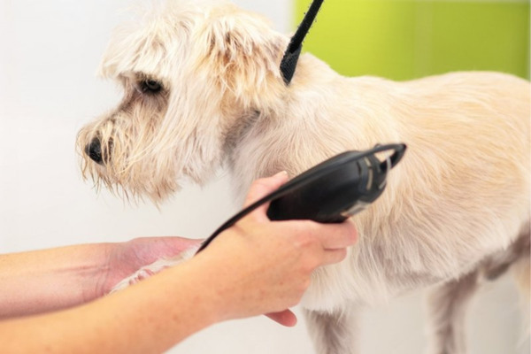 bästa hundtrimmer
