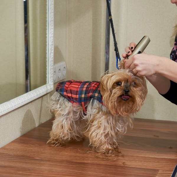 Hundtrimmer bäst i test