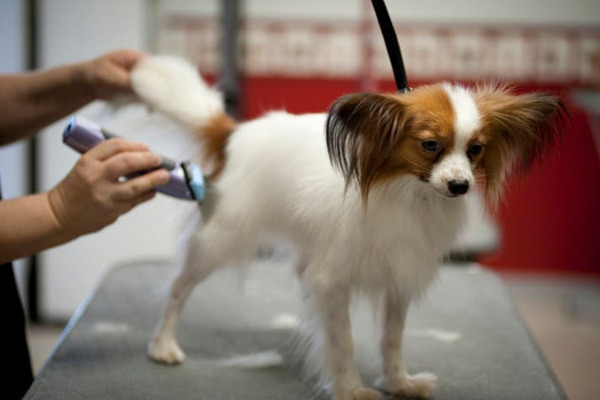 hundtrimmer