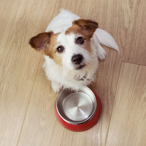 hundmat på nätet