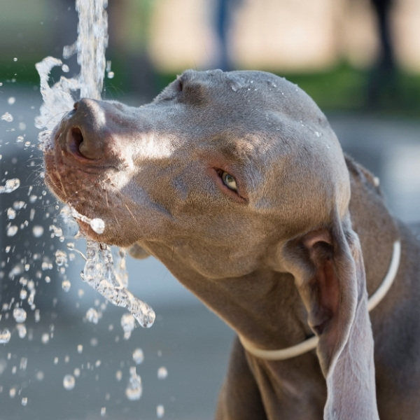 Vattenfontän hund bäst i test