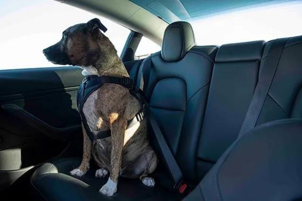 bilbälte hund bäst i test