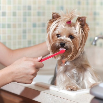 borsta tänderna hund